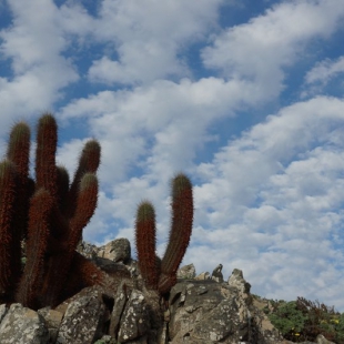 Echinopsis skottsbergii